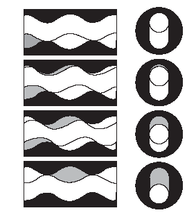 Figure 1: The working bodies of the Moineau pump (in different phases of the rotor position in the stator when turned through an angle of 180º).
