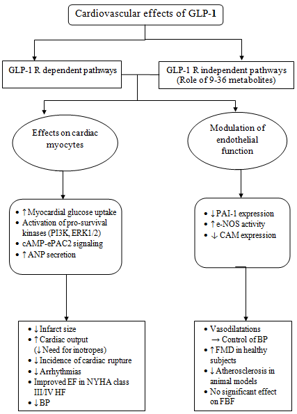 Figure 1: Cardiovascular effects of GLP-1 with proposed mechanisms.