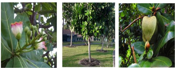 Figure 1: Showing the flower, tree (stem-bark) and the fruit of _Barringtonia asiatica._