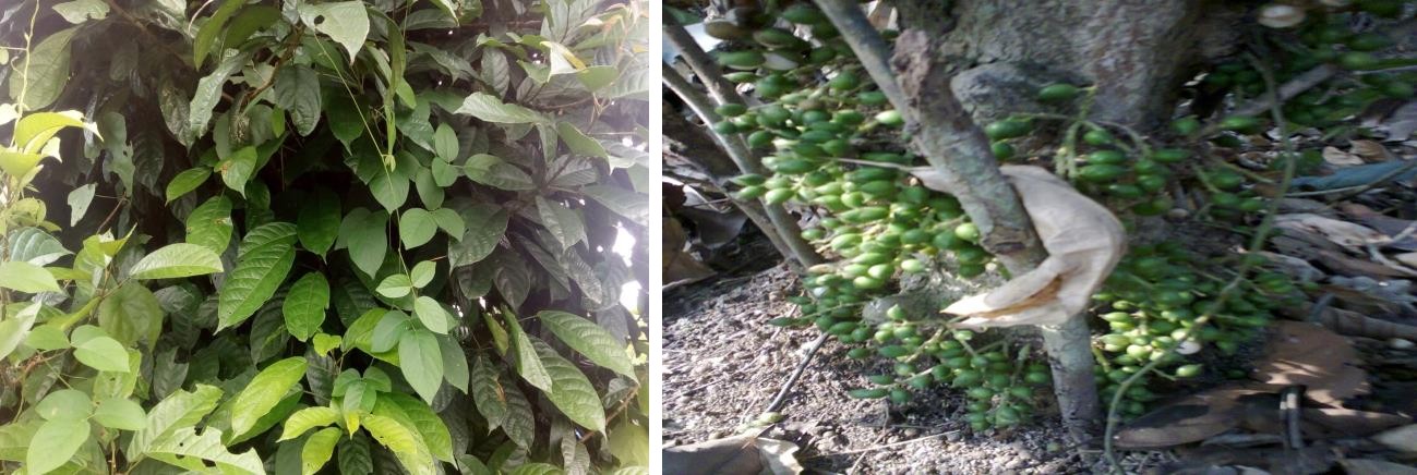 Figure 1: M.barteri plant in its natural habitat.