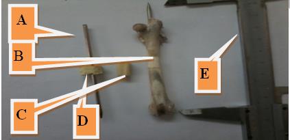 Figure 9: The inflammatory signs disappear and the incision healed satisfactory at the end of the 1st week p. o.