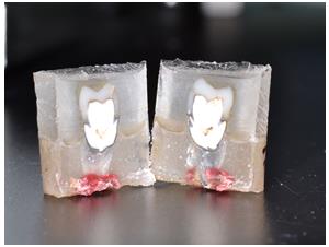 Figure 4: Sectioned sample.