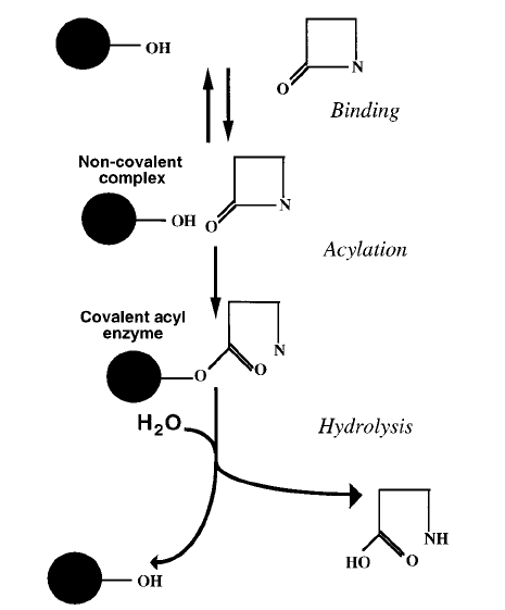 Figure 1: Mechanism of action of β-lactamases. Nomenclature: Β-Lactamase nomenclature has not followed rational rules. Some enymes have three or four- letter abbreviations. Some were named for properties related to some of the substrates they hydrolyze, such as CARB (for activity against carbenicillin) and OXA and IMP (for activity against oxacillins and imipenem respectively), and some were named for their biochemical properties, such as SHV (for “sulphhydryl variable”). NMC-A stands for “nonmetallo carbapenemase of class A.” The name CTX is an abbreviation of cefotaximase and refers to the potent hydrolytic activity of these enzymes against cefotaxime. The AmpC β-lactamases were named for the genes that encode them and hence for ampicillin hydrolysis. Other enzymes were named for a particular bacterium; for example, PSE refers to _Pseudomonas-_ specific enzymes and Sme refers to the _Serratia_ _marcescens_ enzyme [6].
