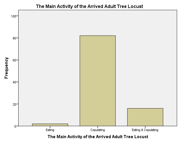 Figure 1: The main activity of the arrived parent adult tree locusts