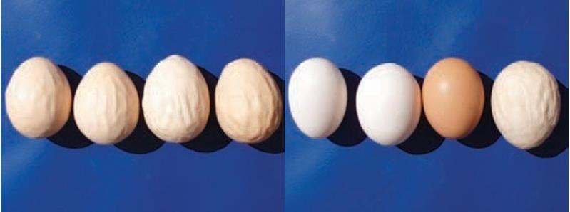 Figure 2: Deformed and pigment less eggs or eggs with soft shells and watery egg white in layer hens infected with the IB virus [21].