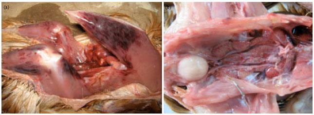 Figure 3: Gross pathology of (haemorrhagic muscles, inflamed bursa of fabricius) in the Gumboro infected bird [23].
