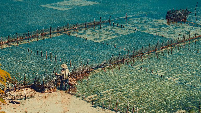 Figure 1: Seaweed Farming.