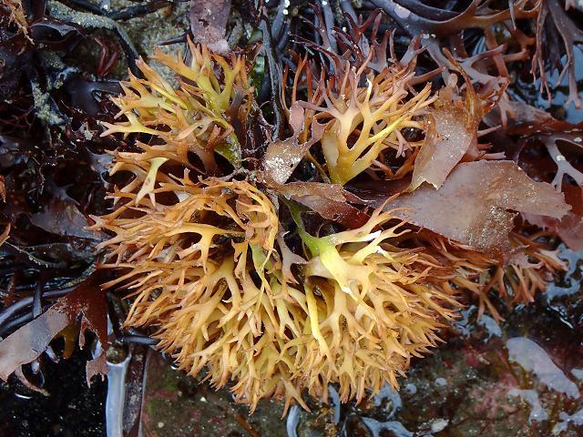 Figure 13: Chondrus crispus - Carragheen or Irish Moss. (Source: APHOTOMARINE)