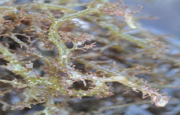Figure 14: Hypnea valentiae. (Source: iNaturalist).