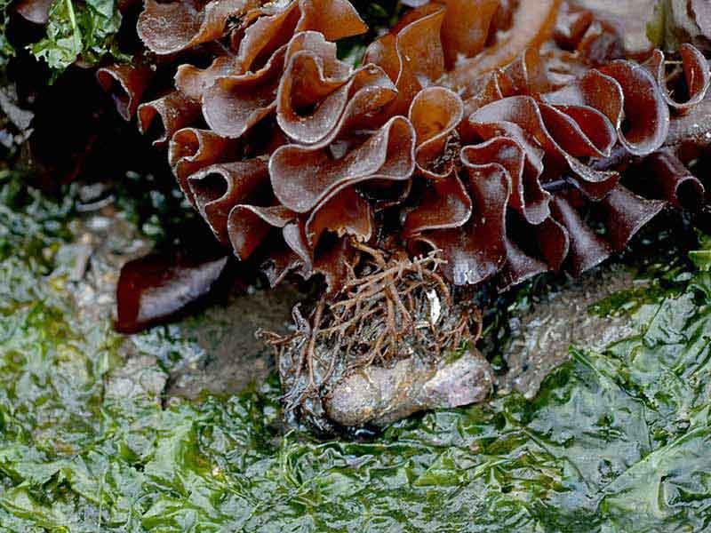 Figure 16: Undaria pinnatifid. (Source: The Marine Life Information Network)