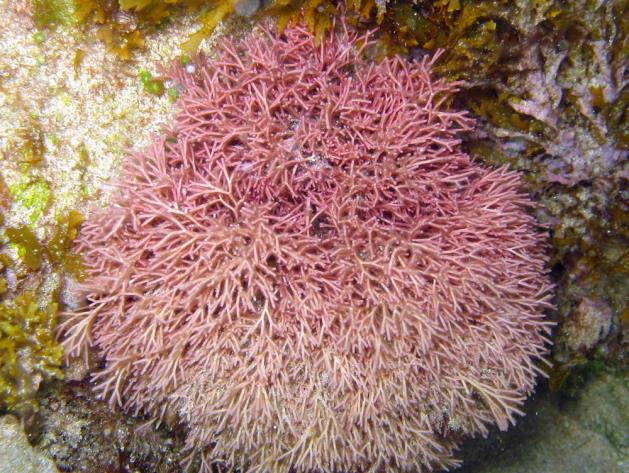 Figure 17: Dichotomaria obtusata, Tubular Thicket Algae (reefguide.org).