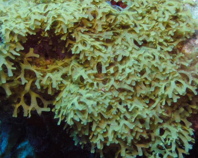 Figure 19: Dictyota menstruali. (Source: flowergarden.noaa.gov)