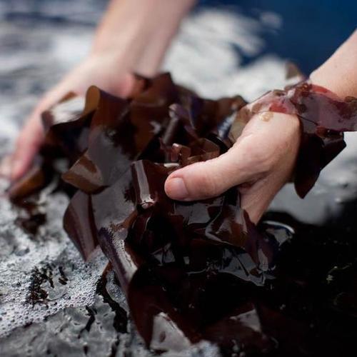 Figure 2: Palmaria palmate. (Source: What is Dulse Seaweed? Mara Seaweed October 17, 2017)