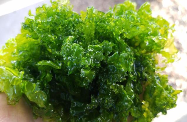 Figure 20: Ulva lactuca, Sea Lettuce (Source: Addictive Reef Keeping).