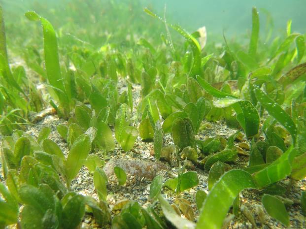 Figure 22: Halophila ovalis, Spoon Seagrass. (Source: CoMBINe)