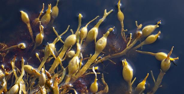 Figure 3: Ascophyllum nodosu. (Source: Ascophyllum nodosum. Jiloca Industrial, S.A. Agronutrientes Blog)