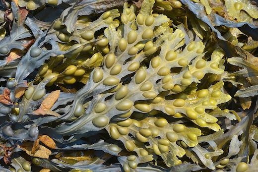 Figure 5: Fucus vesiculosus L. (Source: Seaweed Site of M.D. Guiry)