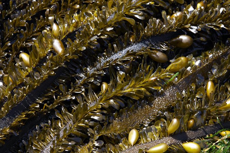 Figure 6: Egregia menziesii brown seaweed. (Source: University of British Columbia Garden)