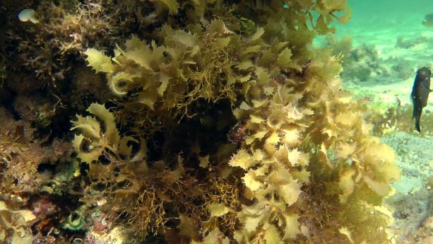 Figure 9: Sargassum sp. (Source: POND5)