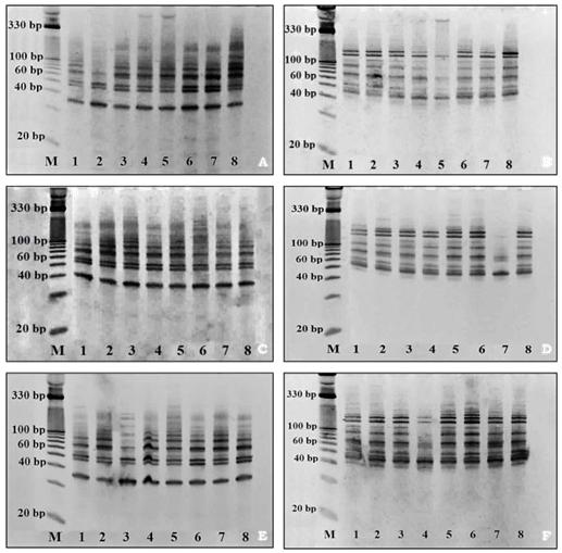 Figure 3: Number of amplified miR156 loci of eight genotypes depending on developmental stage of flax. The lower representation of miR156 loci, in the phases of flower buds formation and flowering, complies with the results of Barvkar et al. (2013) [2] concerning an inverse relation between the expression of the miRNAs and their putative target gene, squamosa promoter-binding protein (SBP protein). Low miRNA profile in these stages is pointing toward higher expression of targeted sequences in flowers and flower organs which role is to control flowering time and the transition from the juvenile to the adult vegetative phase. Taking into account the genetic background of genotypes, was possible to identified unique loci of linseed and intermediate genotypes within individual developmental stages (Figure 4). Different situation could be observed in the case of linseed genotype with code 3 (Raciol, characterized by high content of alpha-linolenic acid). The miRNA loci amplification depending on the development stage gradually decreased, indicating the shift of fatty acids metabolism towards seed development stages. The abundance of mature miRNAs, which is in direct correlation to the expression of MIRNA genes, varies considerably depending on the type of miRNAs family, types of tissue or developmental stages, suggesting the spatially and temporally regulated expression patterns of plant miRNAs [19].
