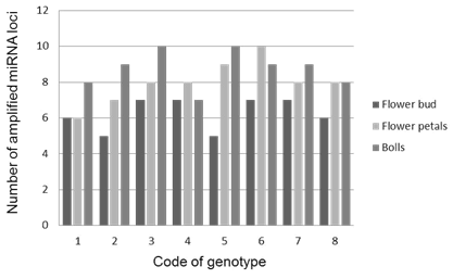 Figure 3: Number of amplified miR156 loci of eight genotypes depending on developmental stage of flax. The lower representation of miR156 loci, in the phases of flower buds formation and flowering, complies with the results of Barvkar et al. (2013) [2] concerning an inverse relation between the expression of the miRNAs and their putative target gene, squamosa promoter-binding protein (SBP protein). Low miRNA profile in these stages is pointing toward higher expression of targeted sequences in flowers and flower organs which role is to control flowering time and the transition from the juvenile to the adult vegetative phase. Taking into account the genetic background of genotypes, was possible to identified unique loci of linseed and intermediate genotypes within individual developmental stages (Figure 4). Different situation could be observed in the case of linseed genotype with code 3 (Raciol, characterized by high content of alpha-linolenic acid). The miRNA loci amplification depending on the development stage gradually decreased, indicating the shift of fatty acids metabolism towards seed development stages. The abundance of mature miRNAs, which is in direct correlation to the expression of MIRNA genes, varies considerably depending on the type of miRNAs family, types of tissue or developmental stages, suggesting the spatially and temporally regulated expression patterns of plant miRNAs [19].
