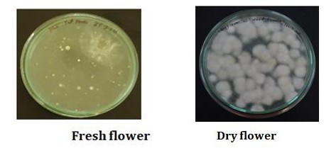Figure 1: Yeast colonies of fresh and dry flower of Woodfordia fructicosa Kurz.