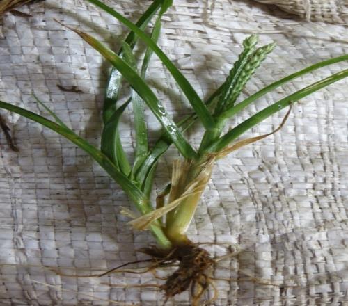 Figure 2: Eleusine indica (whole plant).