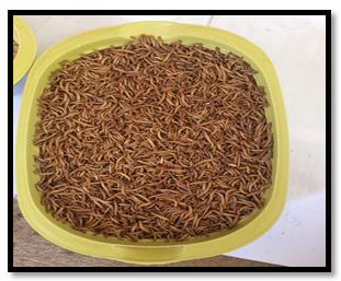 Figure 1: Dried mealworm larvae.
