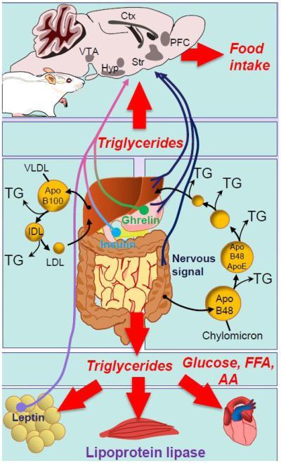 Figure 2: Peripheral signals regulating feeding.