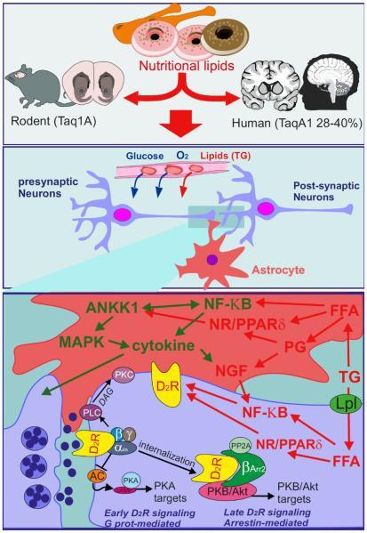Figure 3: Potential mechanism associating central TG sensing and reward.