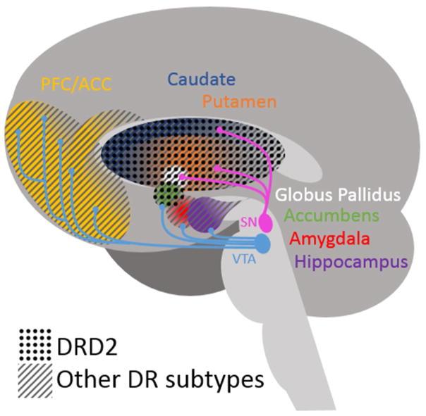 Figure 4: Courtesy ref no-135-Dopamine receptor subtype distributions.