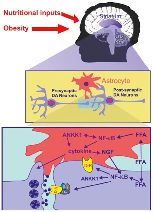 Figure 5: Courtesy reference no.-135Potential mechanism associating ANKK1 and DRD2 signaling.