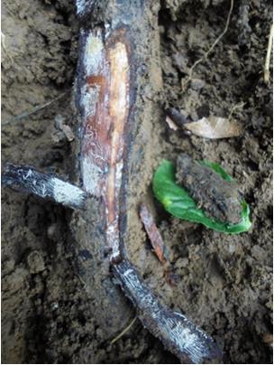 Figure 3: The presence of white or yellow in color strands in the form of fans or stars under the root bark is the diagnosis of Rosellinia pepo like causal agent.