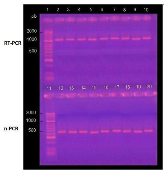 Figure 2: Detection of the Phosphoprotein gene by RT-PCR. Visualization of products amplified by nested RT-PCR by electrophoresis in 2% agarose gel in TAE buffer and subsequent incubation in ethidium bromide. Lanes 1 and 11: MM, molecular size marker (50-2000 bp, Bioline®). Lanes 2 to 10 and 12 to 20 correspond to positive controls of viral RNA from national isolates (Table 1).