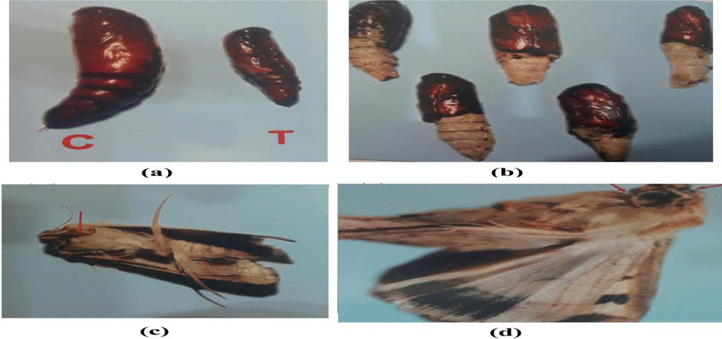 Figure 1: ### Plant Extracts