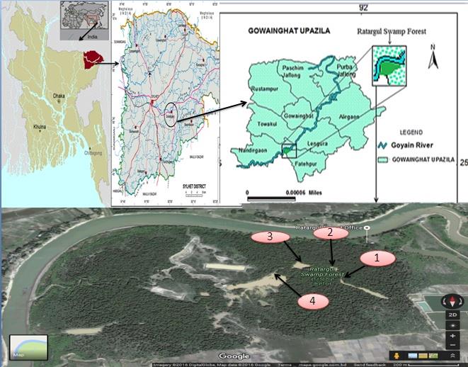 Figure 1: Map showing the study area of Ratargul swamp forest in Sylhet, Bangladesh.