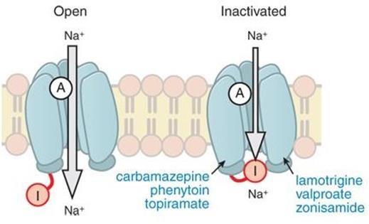 Figure 4: Anti-seizure drugs enhanced Na+ channel inactivation.