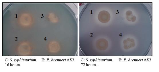 Figure 2: Siderophore production after 16 hours and after 72 hours. In two replicates, the control (C) was S. typhimurium (1,2) and the experiment (E) was P. brenneri AS3 (3,4).