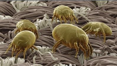 Figure 2: Mites on the blanket.