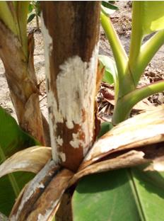 Figure 3: Mycelial mats of Armillaria tabescens under bark of rot pseudostem.
