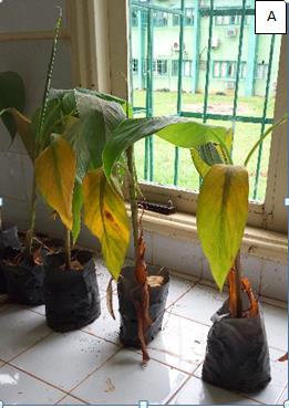 Figure 5: Pathogenicity Test. (A) Yellowing of plantain seedlings leaves after inoculation of _A. Tabescens_; (B) Rhizomrphs on seedling’s pseudostem_._ _Armillaria_ root disease is a wide report on forest and other plantation trees [3]. However, his implication on banana plantain yellowing disease is rarely cited. Thus,