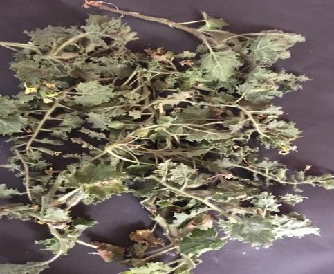 Figure 2: Drying the leaves and top of flowers at room temperature away from direct sunlight.