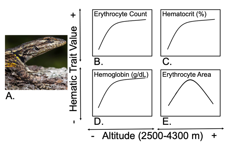 Figure 4: Blood values observed in Sceloporus grammicus, note the quadratic relationship between blood value and altitude. Source: Original creation based on data from González-Morales et al. [18].