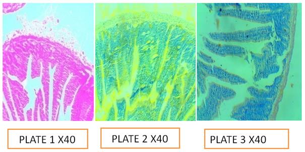 Figure 18: Plate 1: Control; Plate 2: pH 5.0; Plate 3: pH 7.5.