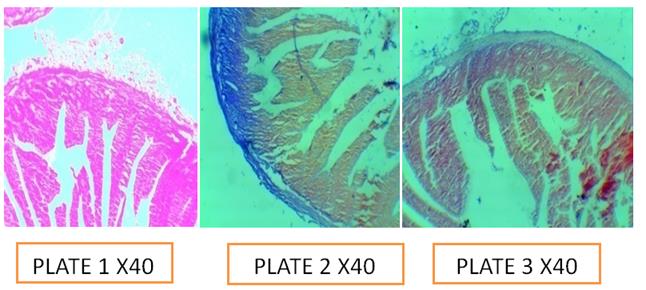 Figure 7: Plate 1: Control; Plate 2: pH 5.0; Plate 3: pH 7.5.