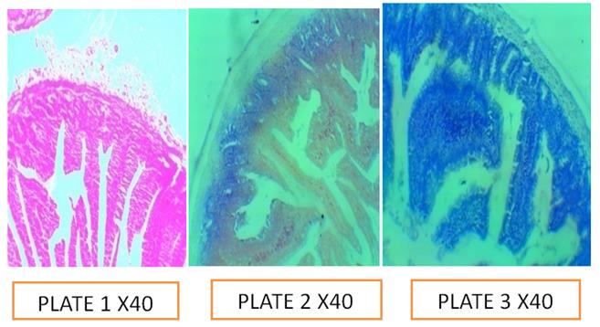 Figure 9: Plate 1: Control; Plate 2: pH 5.0; Plate 3: pH 7.5.