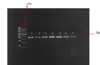 Figure 5: The Lactobacillus isolates from pig hindgut inoculated into the commercial feed, produced no fermentation between 0 and 8 h, but from the 8 h with a pH of 6.22 ± 0.01 and down to 6.11 ± 0.00 by 10h followed by a steady decrease up to the 14 h with an average value of 5.90 ± 0.04 and thereafter to the 20h with a pH of 4.15 ± 0.07 and then dawn to a pH of 3.51 ± 0.04 by the 24hr Figure 5. For the control feed which had no added Lactobacillus bacteria, there was no change in the pH until about the 12 h when the pH began to drop from 6.37 ± 0.02 to an average of 5.96 ± 0.00, and pH continued to decrease steadily till the 14 h with an average 5.55 ± 0.00 then to 4.07 ± 0.00 at the 24 h Figure 5.