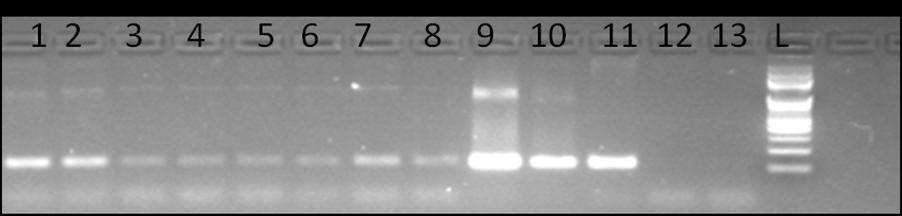 Figure 1: Representative gel picture showing amplicons (122 bp) obtained after PCR amplification using LlaNAC specific primers. Lane 1-8 (NAC lines), lane 9-11 (Vector, lepidium as positive control), lane 12-13 (WT as negative control), L (GeneRulerTM100 bp DNA ladder, Fermentas USA) Transgenic plants found positive for the presence of LlaNAC gene along with WT were subjected to heat and ABA stress.