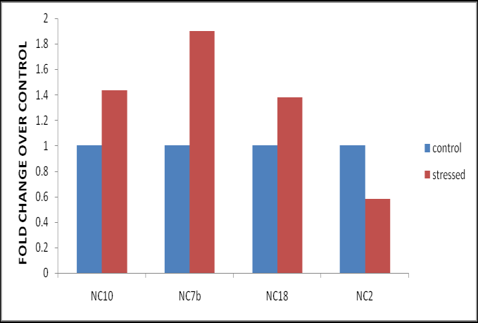 Figure 2: LlaNAC gene expression in terms of fold change over control in response to heat stress (40°C) for 24 h against control.