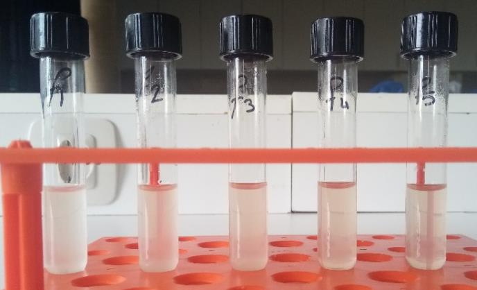 Figure 3: MIC result of _E. coli_ ATCC 25922. 1: 12.5 mg/ml, 2: 6.25 mg/ml, 3: 3.125 mg/ml, 4: 1.56 mg/ml, 5:0.781 mg/ml. Metamizole could not inhibited the growing of _E. coli._